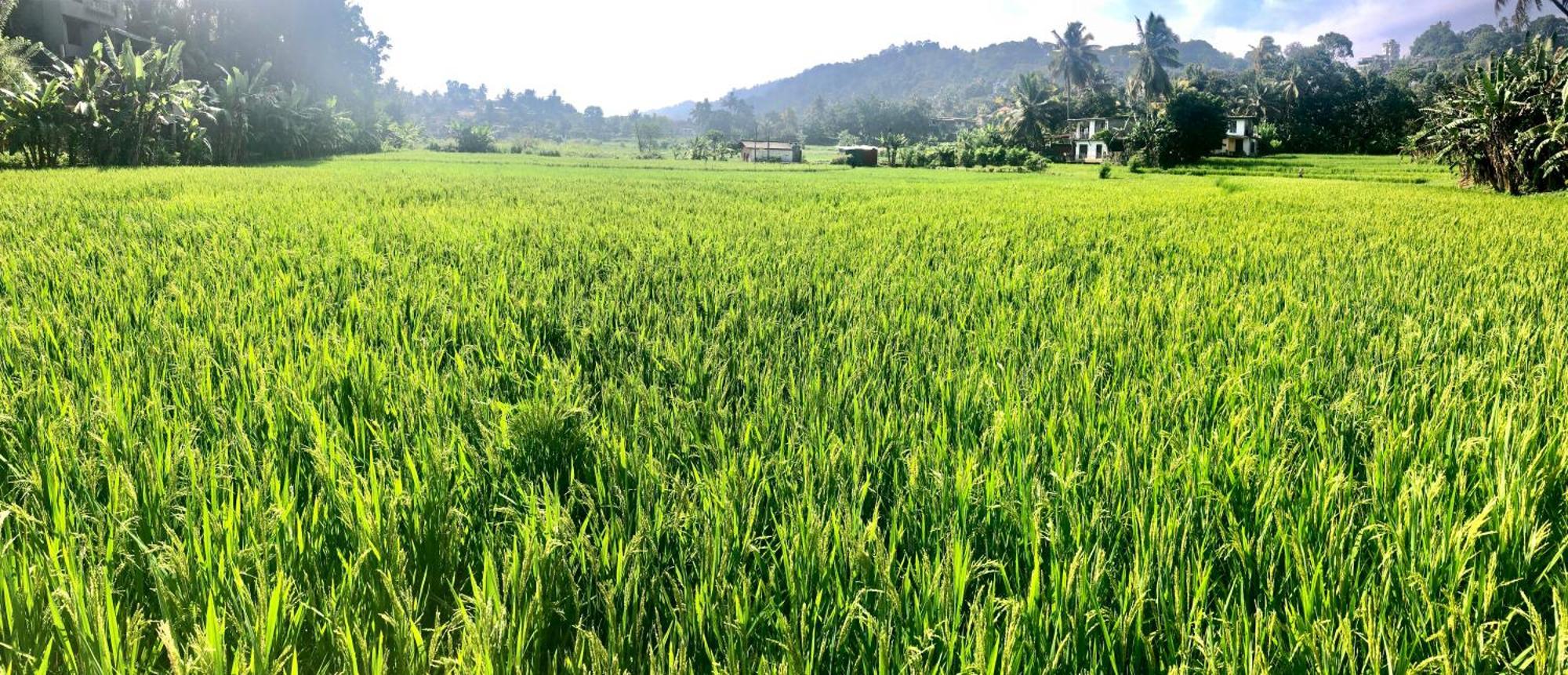 Serene Home Kandy Ngoại thất bức ảnh